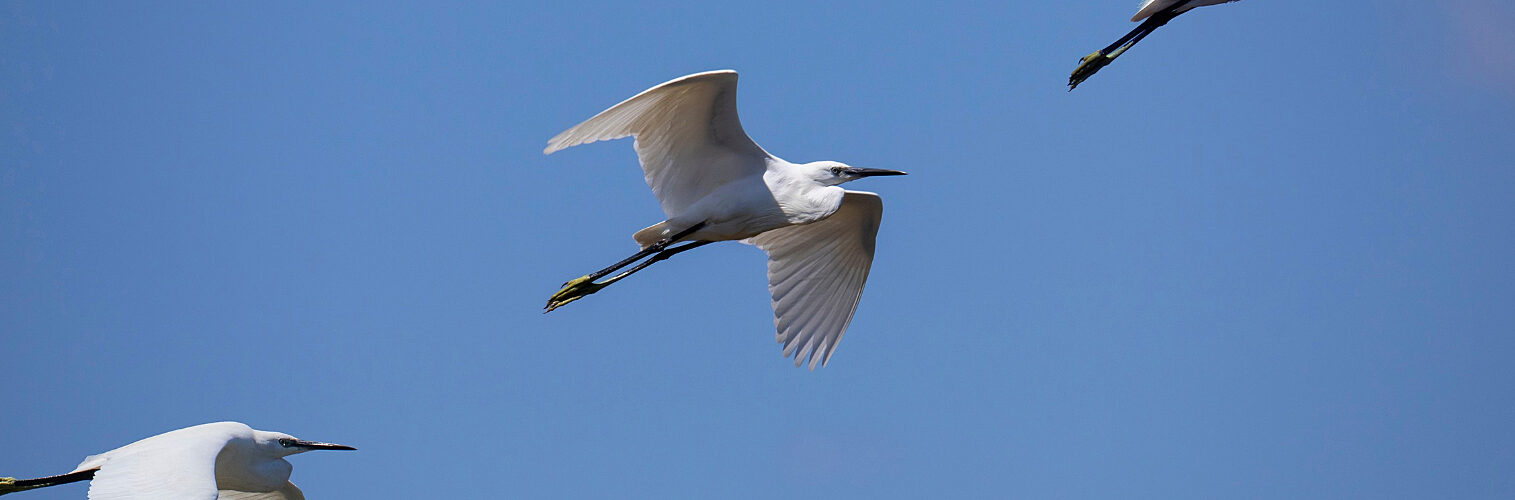 Three egrets flying in formation.