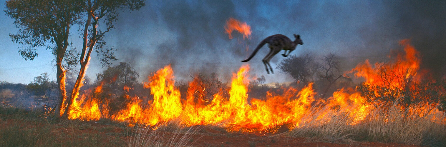 A kangaroo jumping over the line of fire.