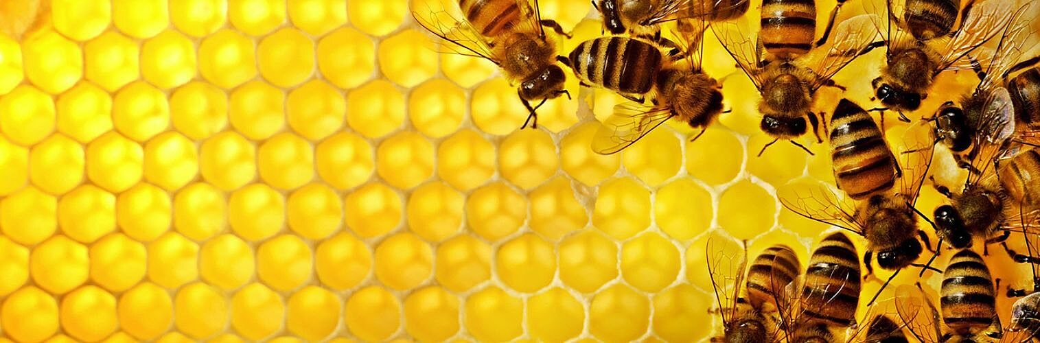 Close up shot of bees working in their hive.