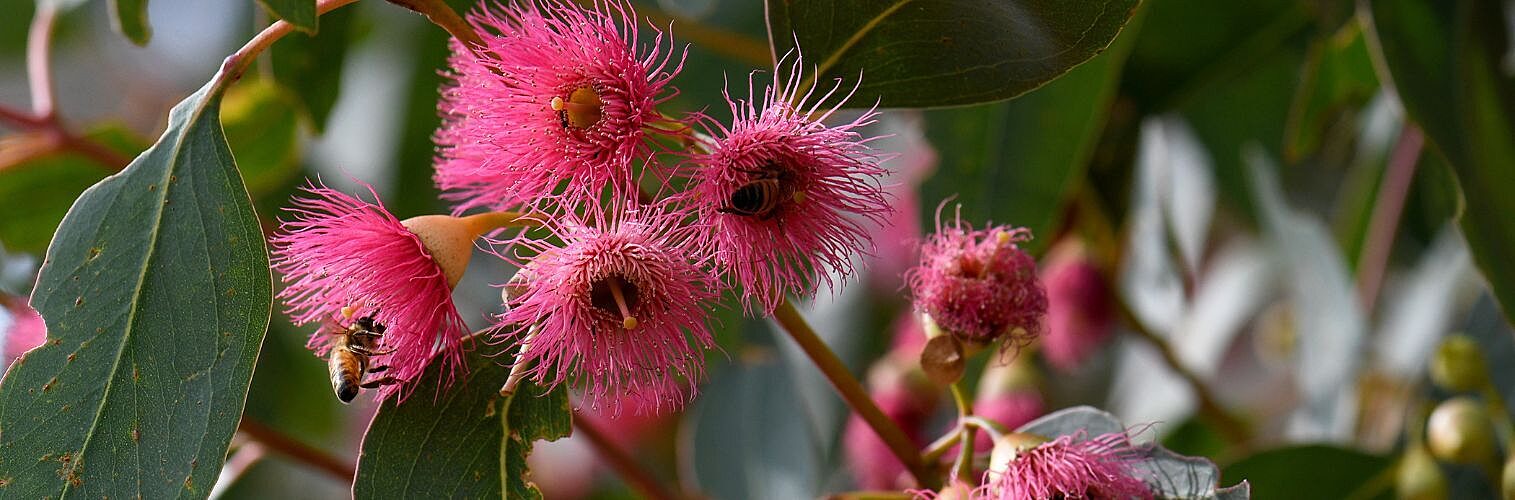 Bees on pink blossoms of the Australian native Mugga or Red Ironbark eucalyptus.