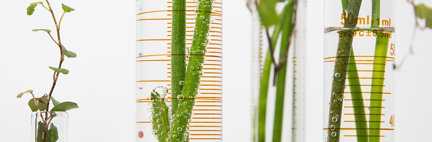 Test tubes with plants.