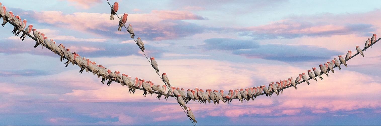 Pink galahs hanging on a telegraph wire in the outback.
