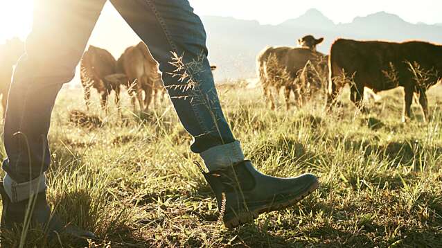 Farmer is walking on farmland on a sunny morning. Livestock is in the background.