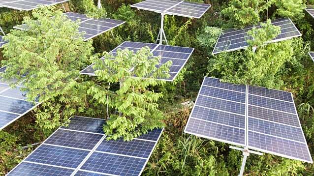 Rows of solar panels installed on frames and angled to capture sunlight. Dense green vegetation sits between the solar panels.