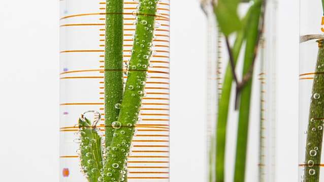Test tubes with plants.