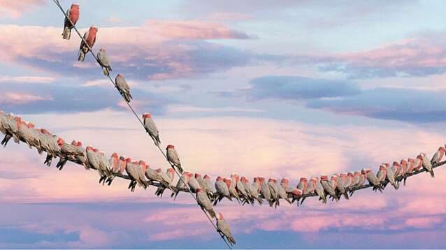 Pink galahs hanging on a telegraph wire in the outback.