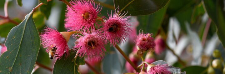 Bees on pink blossoms of the Australian native Mugga or Red Ironbark eucalyptus.