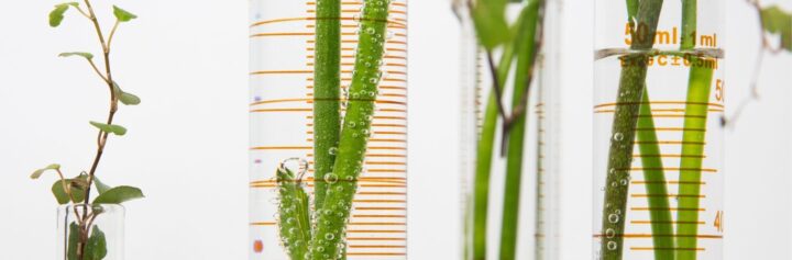 Test tubes with plants.