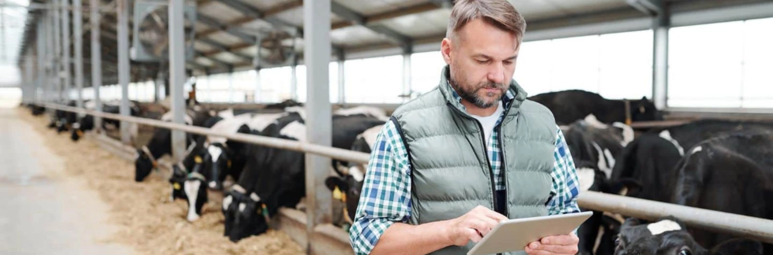 Dairy farmer looking at an tablet on his farm