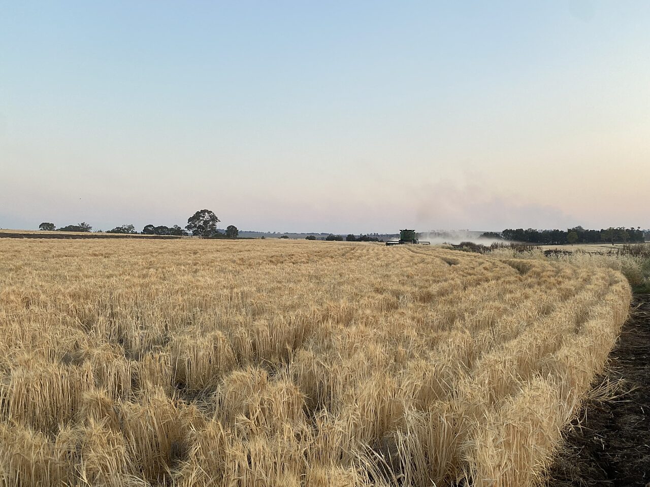 Harvest time at Nous Director Sally Higgins' farm in Allora, Queensland.