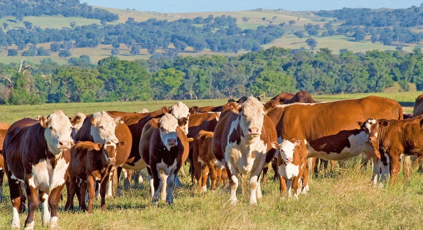 Landscape shot of cattle farm